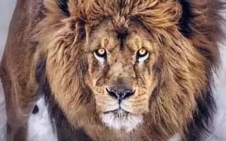 古代中国不产狮子，为何却在家门口让石狮守门？